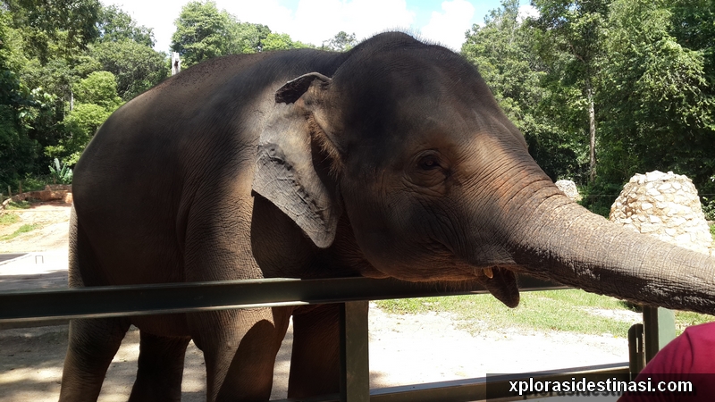 Anak gajah meminta makanan