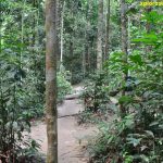Aktiviti Jungle Trekking di Hutan Lipur Sungai Tekala