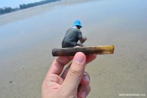 bamboo-clam-in-pantai-morib