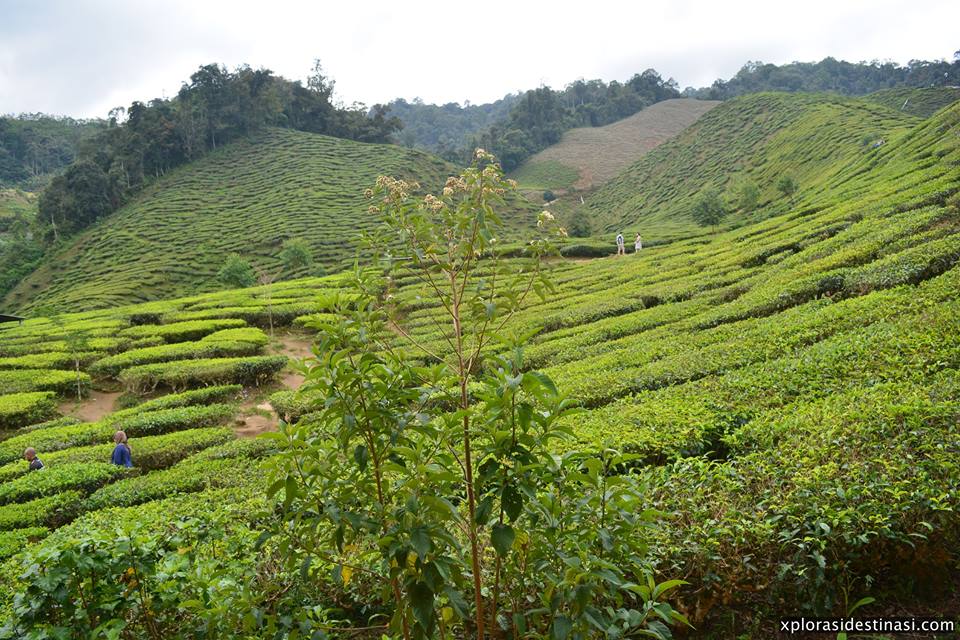 ladang-teh-cameron-tea-valley